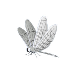 White Marble Dragonfly
